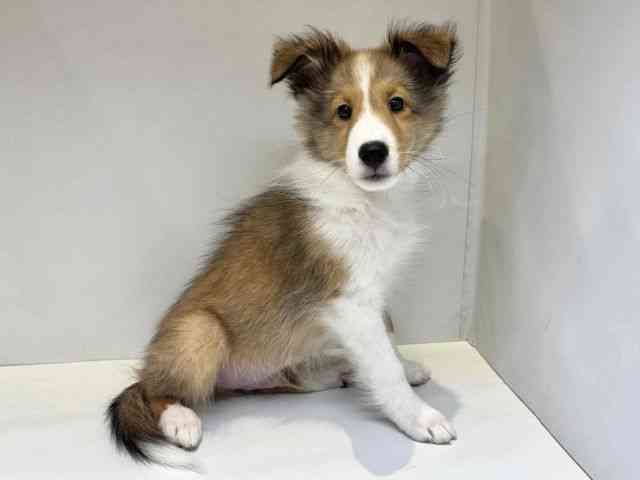 大阪府のシェットランドシープドッグ (ひごペットフレンドリーセブンパーク天美店/2025年8月11日生まれ/男の子/セーブルホワイト)の子犬の2枚目の画像