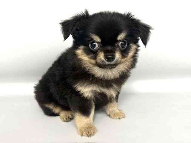 大阪府のチワワ(ロング) (ひごペットフレンドリー岸和田店/2025年8月12日生まれ/男の子/ブラックタン)の子犬の2枚目の画像