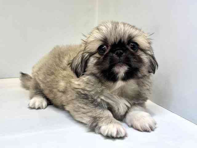 大阪府のペキニーズ (ひごペットフレンドリーセブンパーク天美店/2025年8月13日生まれ/女の子/フォーン)の子犬の2枚目の画像