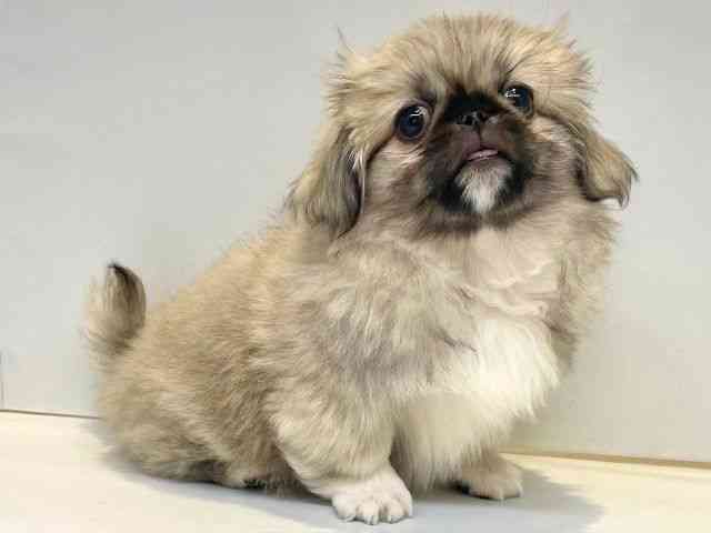 大阪府のペキニーズ (ひごペットフレンドリーセブンパーク天美店/2025年8月13日生まれ/女の子/フォーン)の子犬の2枚目の画像