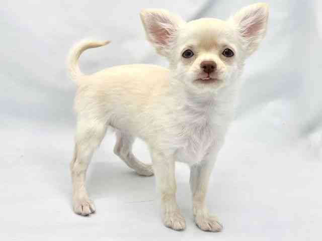 大阪府のチワワ(ロング) (ひごペットフレンドリーイトーヨーカドー津久野店/2025年8月13日生まれ/女の子/クリーム)の子犬の2枚目の画像