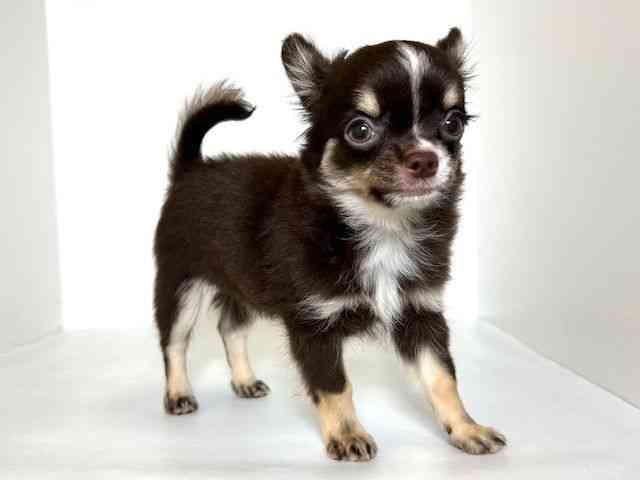 大阪府のチワワ(ロング) (ひごペットフレンドリーアクロスプラザ住之江店/2025年8月13日生まれ/男の子/チョコレートタンホワイト)の子犬の2枚目の画像