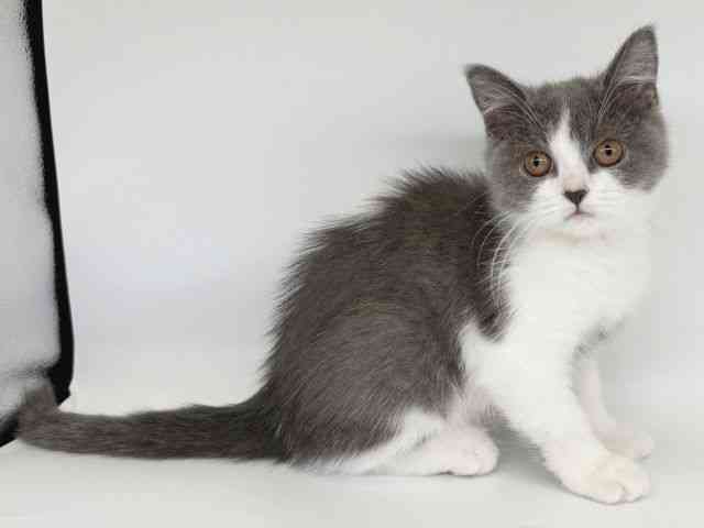 大阪府のブリティッシュショートヘアー (ひごペットフレンドリー瓜破店/2025年8月12日生まれ/女の子/ブルーホワイト)の子猫の2枚目の画像