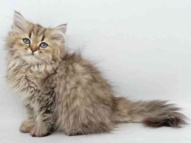 大阪府のペルシャ (ひごペットフレンドリー瓜破店/2025年8月1日生まれ/男の子/チンチラゴールデン)の子猫の2枚目の画像