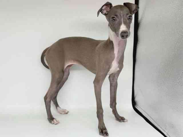 大阪府のイタリアングレーハウンド (ひごペットフレンドリー瓜破店/2025年8月12日生まれ/女の子/ブルーホワイト)の子犬の2枚目の画像