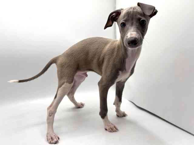 奈良県のイタリアングレーハウンド (ひごペットフレンドリー田原本店/2025年8月12日生まれ/男の子/ブルーホワイト)の子犬の2枚目の画像