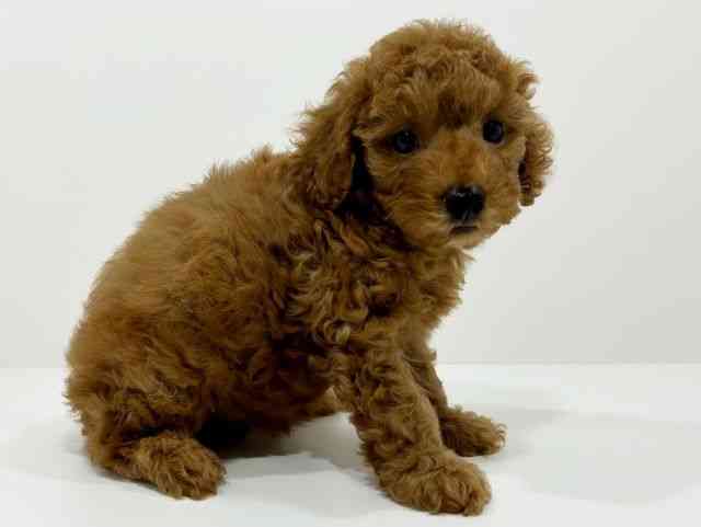 兵庫県のトイプードル(トイ) (ひごペットフレンドリーイオンタウン加古川店/2025年8月14日生まれ/女の子/レッドフォーン)の子犬の2枚目の画像