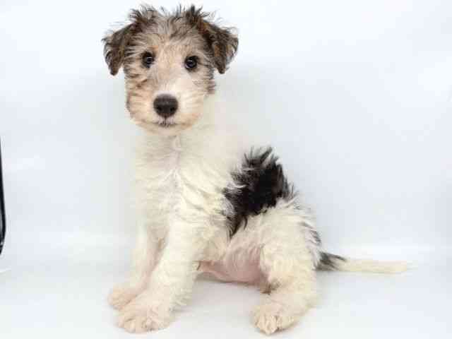 大阪府のワイアーフォックステリア (ひごペットフレンドリー瓜破店/2025年8月14日生まれ/男の子/ホワイトブラックタン)の子犬の2枚目の画像