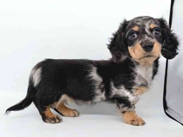 大阪府のミニチュアダックスフンド(ロング) (ひごペットフレンドリー瓜破店/2025年8月12日生まれ/女の子/シルバーダップル)の子犬の2枚目の画像