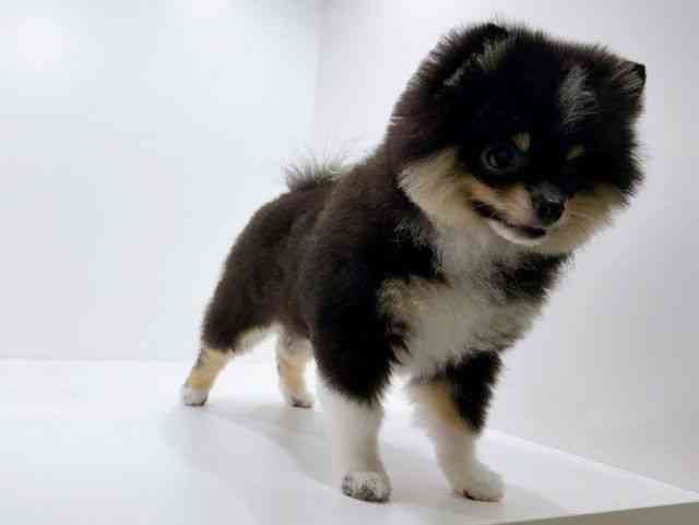 広島県のポメラニアン (ひごペットフレンドリーフジグラン神辺店/2025年8月12日生まれ/男の子/ブラックタンホワイト)の子犬の2枚目の画像