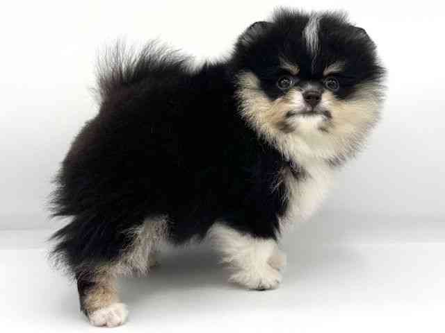 大阪府のポメラニアン (ひごペットフレンドリーららぽーとEXPOCITY店/2025年8月12日生まれ/男の子/ブラックタンホワイト)の子犬の2枚目の画像
