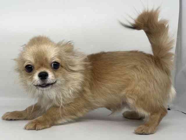 徳島県のチワワ(ロング) (ひごペットフレンドリーゆめタウン徳島店/2025年8月13日生まれ/男の子/フォーンホワイト)の子犬の2枚目の画像