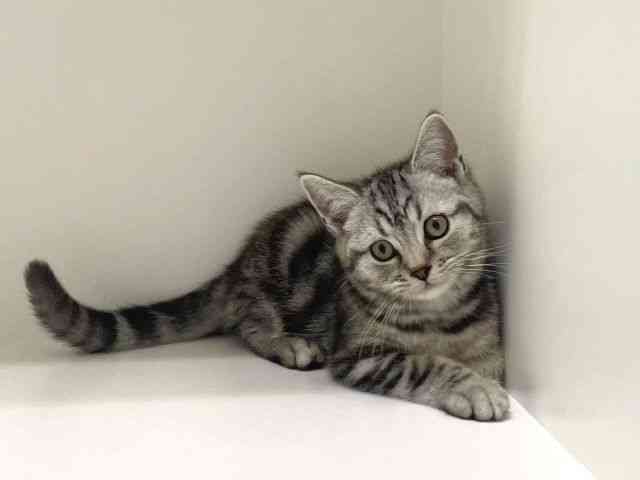 兵庫県のスコティッシュフォールド (ひごペットフレンドリーイトーヨーカドー明石店/2025年8月11日生まれ/男の子/シルバータビー)の子猫の2枚目の画像