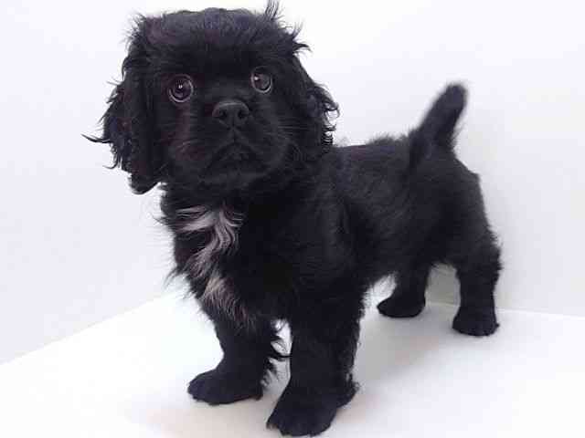 大阪府のハーフ犬・ミックス犬 (ひごペットフレンドリーいこらもーる泉佐野店/2025年8月14日生まれ/女の子/ブラックホワイト)の子犬の2枚目の画像