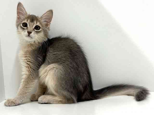 奈良県のソマリ (ひごペットフレンドリーイオンモール橿原ウエスト・ビレッジ店/2025年8月14日生まれ/女の子/ブルー)の子猫の2枚目の画像