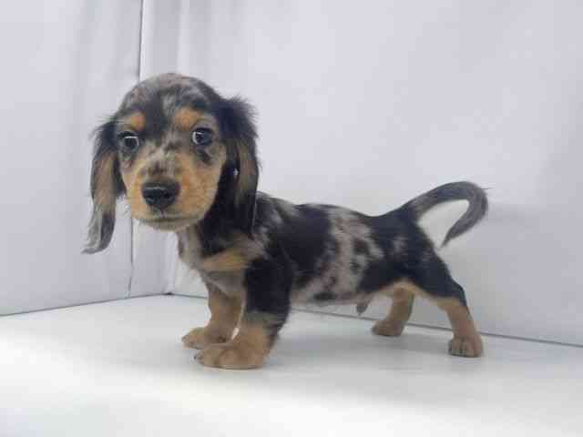 兵庫県のミニチュアダックスフンド(ロング) (ひごペットフレンドリーイオンタウン加古川店/2025年8月17日生まれ/男の子/シルバーダップル)の子犬の2枚目の画像