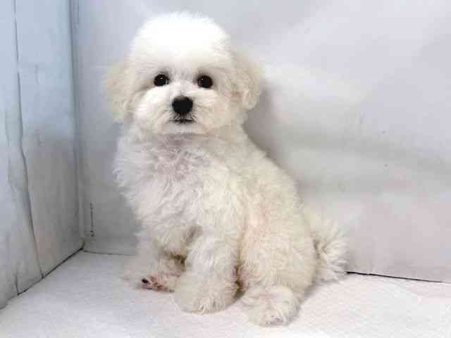 大阪府のビションフリーゼ (ひごペットフレンドリー堺プラットプラット店/2025年8月17日生まれ/男の子/ホワイト)の子犬の2枚目の画像