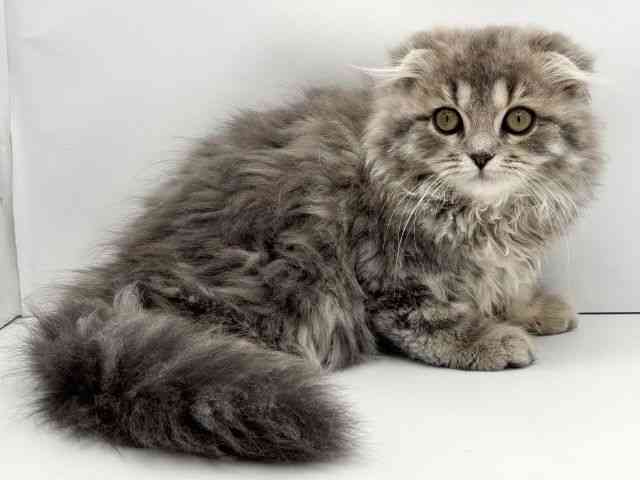 兵庫県のスコティッシュフォールド (ひごペットフレンドリークラウンパーク伊丹店/2025年8月15日生まれ/男の子/ブルータビーホワイト)の子猫の2枚目の画像