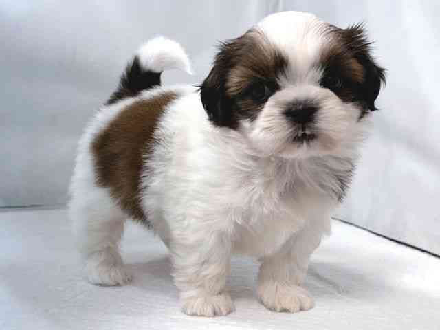 大阪府のシーズー (ひごペットフレンドリー堺プラットプラット店/2025年8月16日生まれ/女の子/ホワイトゴールド)の子犬の2枚目の画像