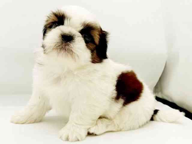 兵庫県のシーズー (ひごペットフレンドリーコロワ甲子園店/2025年8月16日生まれ/男の子/ホワイトゴールド)の子犬の2枚目の画像