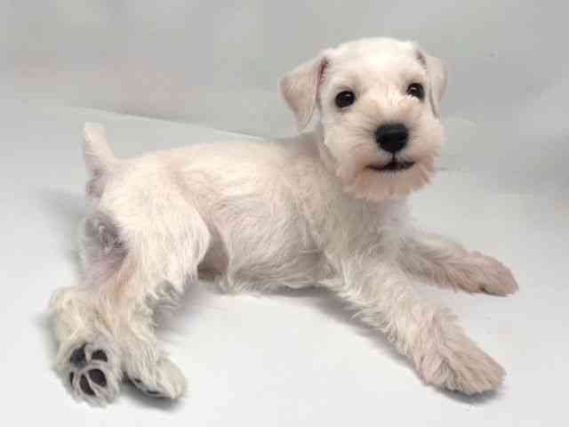 京都府のミニチュアシュナウザー (ひごペットフレンドリー洛北阪急スクエア店/2025年8月13日生まれ/女の子/ホワイト)の子犬の2枚目の画像