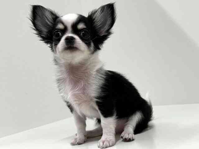 奈良県のチワワ(ロング) (ひごペットフレンドリーイオンモール橿原ウエスト・ビレッジ店/2025年8月16日生まれ/男の子/ホワイトブラックタン)の子犬の2枚目の画像