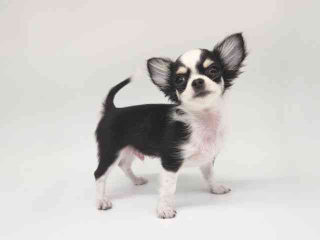 大阪府のチワワ(ロング) (ひごペットフレンドリー泉ヶ丘店/2025年8月16日生まれ/男の子/ホワイトブラックタン)の子犬の2枚目の画像