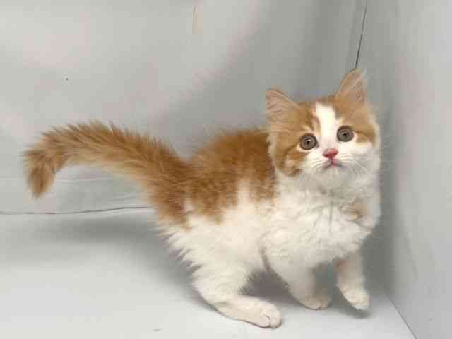 京都府のサイベリアン (ひごペットフレンドリー洛北阪急スクエア店/2025年8月16日生まれ/女の子/レッドタビーホワイト)の子猫の2枚目の画像