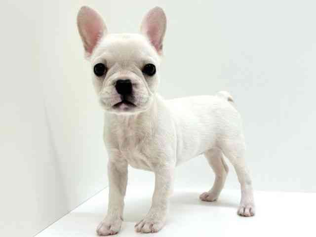 兵庫県のフレンチブルドッグ (ひごペットフレンドリーブルメールHAT神戸店/2025年8月16日生まれ/女の子/クリーム)の子犬の2枚目の画像
