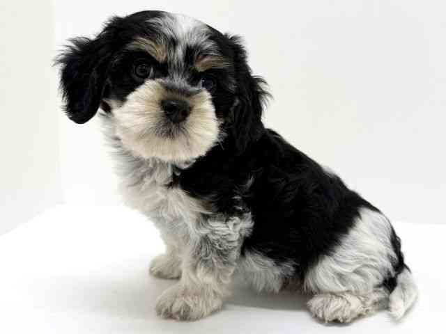 大阪府のマルキャバ/キャバチーズ(マルチーズ×キャバリア) (ひごペットフレンドリーくずはモール店/2025年8月16日生まれ/女の子/トライカラー)の子犬の2枚目の画像