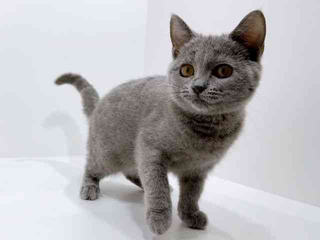 広島県のシャルトリュー (ひごペットフレンドリーフジグラン神辺店/2025年8月14日生まれ/女の子/ブルー)の子猫の2枚目の画像