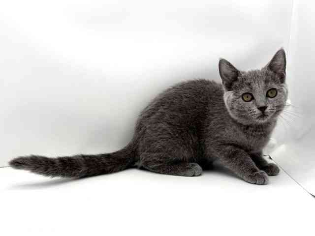 愛知県のシャルトリュー (ひごペットフレンドリーヴィアモール アピタ江南西店/2025年8月14日生まれ/女の子/ブルー)の子猫の2枚目の画像