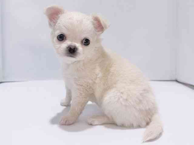 大阪府のチワワ(ロング) (ひごペットフレンドリーイズミヤショッピングセンター千里丘店/2025年8月17日生まれ/女の子/クリーム)の子犬の2枚目の画像