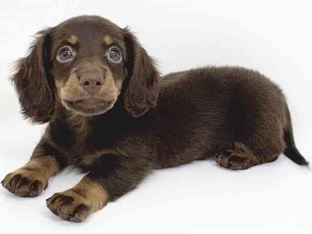 京都府のミニチュアダックスフンド(ロング) (ひごペットフレンドリーイズミヤショッピングセンター八幡店/2025年8月16日生まれ/男の子/チョコレートタン)の子犬の2枚目の画像