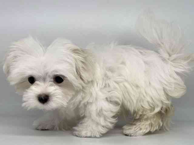 徳島県のマルチーズ (ひごペットフレンドリーゆめタウン徳島店/2025年8月14日生まれ/女の子/ホワイト)の子犬の2枚目の画像