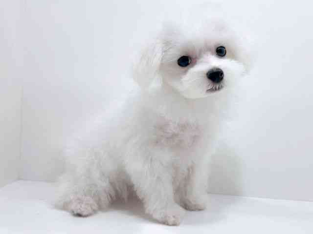 広島県のハーフ犬・ミックス犬 (ひごペットフレンドリーフジグラン神辺店/2025年8月16日生まれ/男の子/ホワイト)の子犬の2枚目の画像