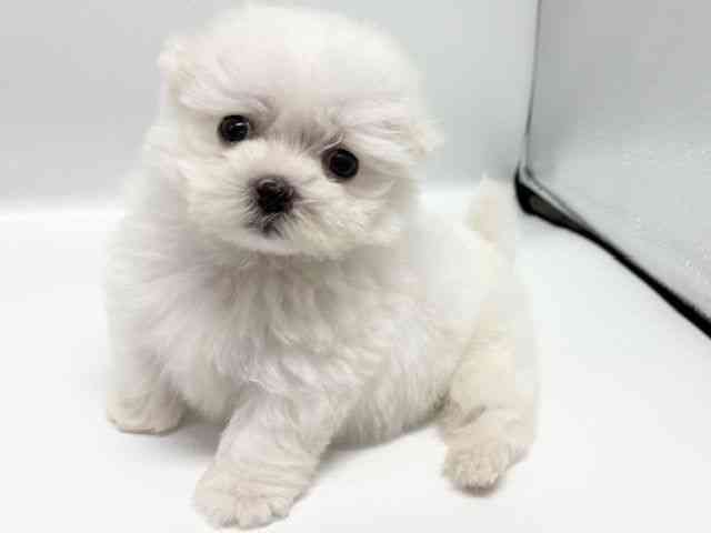 大阪府のハーフ犬・ミックス犬 (ひごペットフレンドリーイオンタウン豊中庄内店/2025年8月16日生まれ/男の子/ホワイト)の子犬の2枚目の画像