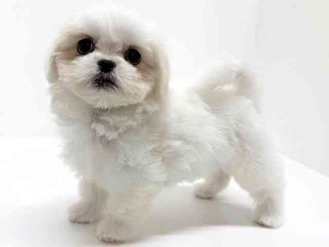 大阪府のペキマル/マルペキ(ペキニーズ×マルチーズ) (ひごペットフレンドリーくずはモール店/2025年8月9日生まれ/女の子/ホワイト)の子犬の2枚目の画像