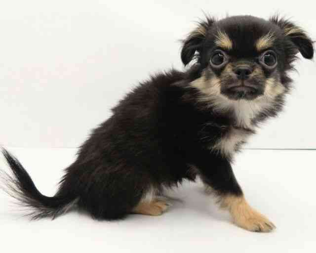 兵庫県のチワワ(ロング) (ひごペットフレンドリークラウンパーク伊丹店/2025年8月17日生まれ/男の子/ブラックタン)の子犬の2枚目の画像