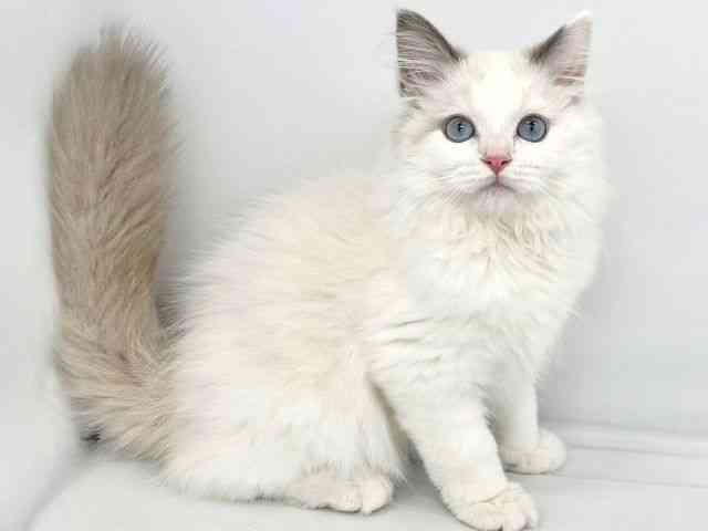 大阪府のラグドール (ひごペットフレンドリーイトーヨーカドー津久野店/2025年8月15日生まれ/男の子/ブルーポイントバイカラー)の子猫の2枚目の画像