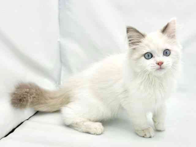 大阪府のラグドール (ひごペットフレンドリーイトーヨーカドー津久野店/2025年8月15日生まれ/男の子/ブルーポイントバイカラー)の子猫の2枚目の画像