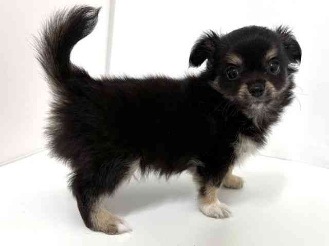 大阪府のチワワ(ロング) (ひごペットフレンドリーベルファⅡ都島店/2025年8月15日生まれ/男の子/ブラックタンホワイト)の子犬の2枚目の画像