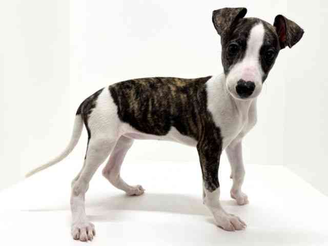 大阪府のウィペット (ひごペットフレンドリーくずはモール店/2025年8月16日生まれ/女の子/ブリンドルホワイト)の子犬の2枚目の画像