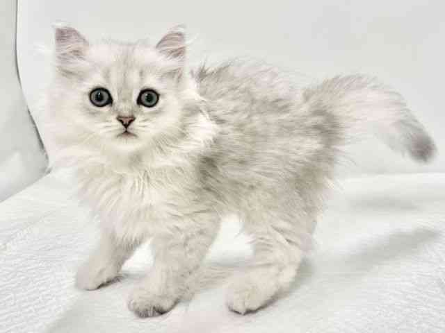 高知県のペルシャ (ひごペットフレンドリーイオンモール高知店/2025年8月13日生まれ/男の子/ブルーチンチラシルバー)の子猫の2枚目の画像
