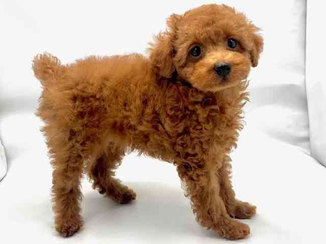 大阪府のトイプードル(トイ) (ひごペットフレンドリー東淀川店/2025年8月17日生まれ/男の子/レッド)の子犬の2枚目の画像