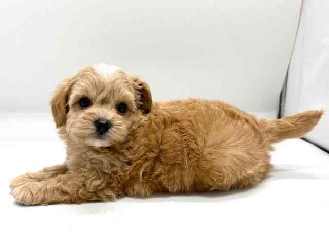 京都府のチワプー/プーチー(チワワ×プードル) (ひごペットフレンドリー京都店/2025年8月16日生まれ/男の子/アプリコット)の子犬の2枚目の画像