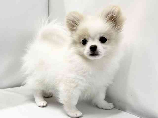 愛媛県のペキポメ/ポメペキ(ペキニーズ×ポメラニアン) (ひごペットフレンドリーイオンモール今治新都市店/2025年8月16日生まれ/女の子/クリーム)の子犬の2枚目の画像