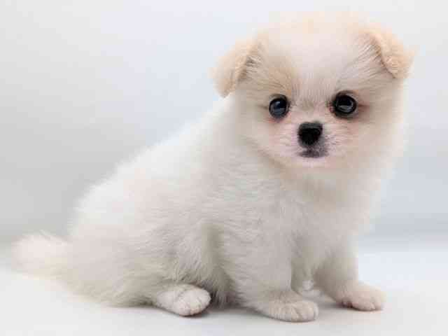 香川県のハーフ犬・ミックス犬 (ひごペットフレンドリーゆめタウン高松店/2025年8月16日生まれ/女の子/クリーム)の子犬の2枚目の画像