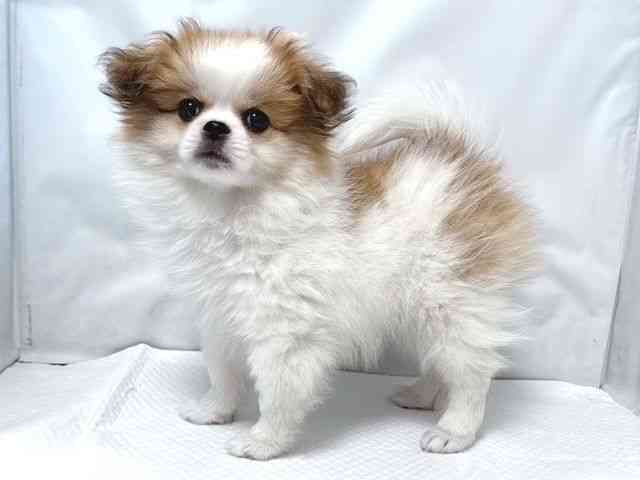 大阪府のペキポメ/ポメペキ(ペキニーズ×ポメラニアン) (ひごペットフレンドリー堺プラットプラット店/2025年8月16日生まれ/女の子/オレンジホワイト)の子犬の2枚目の画像