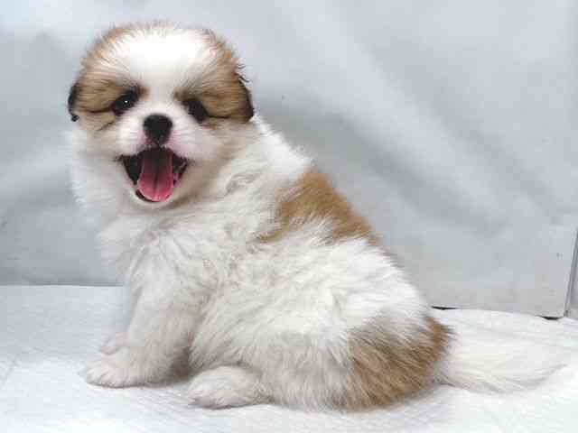 大阪府のハーフ犬・ミックス犬 (ひごペットフレンドリー堺プラットプラット店/2025年8月16日生まれ/女の子/オレンジホワイト)の子犬の2枚目の画像